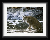 Bobcat Framed Print