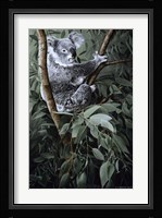 Eucalyptus Climber Framed Print