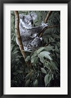 Eucalyptus Climber Framed Print