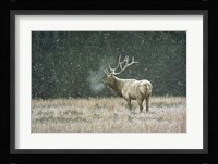 Early Snowfall Fine Art Print