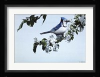 Apple Blossoms And Bluejay Fine Art Print