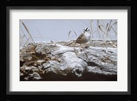 White Crowned Sparrow Fine Art Print
