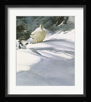 Snow Shoe Hare Fine Art Print