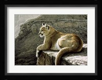 Rimrock - Cougar Fine Art Print