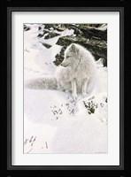 Blue Shadows - Arctic Fox Fine Art Print