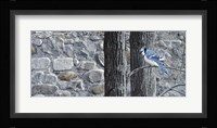 Autumn Blue Jay Fine Art Print