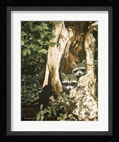 Raccoon Pair Fine Art Print