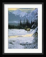Yellow Dawn - American Elk Fine Art Print