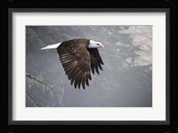 Mystic Forest Framed Print