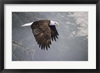 Mystic Forest Framed Print