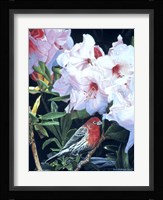 Housefinch And Rhododendron Fine Art Print