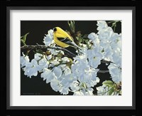 Goldfinch And Blossoms Fine Art Print