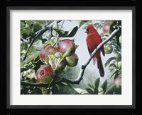 Cardinal And Apples Fine Art Print