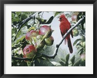 Cardinal And Apples Fine Art Print