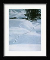 Winter Tracking Fine Art Print