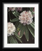 Rhododendron Fine Art Print