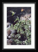 Hummingbird Fine Art Print