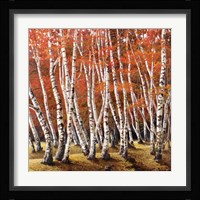 Bosco di Betulle I Fine Art Print