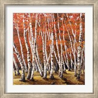 Bosco di Betulle I Fine Art Print