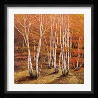 Bosco di Betulle II Fine Art Print