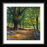 Luce nel Bosco Fine Art Print