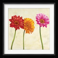 Gerberas (Detail) Fine Art Print