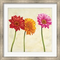 Gerberas (Detail) Fine Art Print