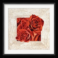 French Roses I Fine Art Print