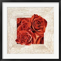 French Roses I Framed Print