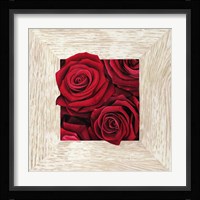 French Roses II Fine Art Print