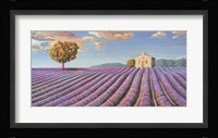 Campi di Lavanda Fine Art Print