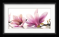Magnolia Fine Art Print