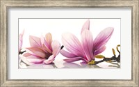 Magnolia Fine Art Print