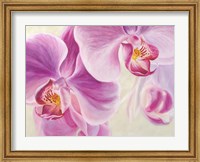 Purple Orchids Fine Art Print