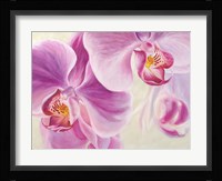 Purple Orchids Fine Art Print