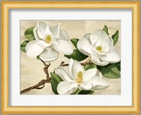 Magnolie Bianche Fine Art Print