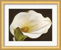 Calla Fine Art Print