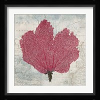 Fan Coral Fine Art Print