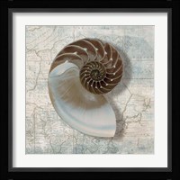 Nautilus Fine Art Print