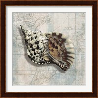 Sea Shell Fine Art Print