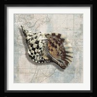 Sea Shell Fine Art Print