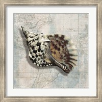 Sea Shell Fine Art Print