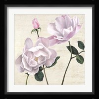 Classica II Fine Art Print