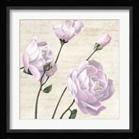 Classica III Fine Art Print