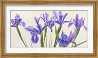 Iris Fine Art Print