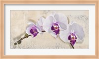 Royal Orchid Fine Art Print