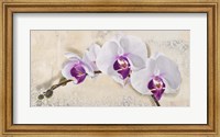Royal Orchid Fine Art Print