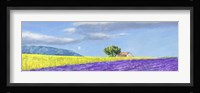 Campi di Lavanda Fine Art Print