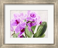 Orchidee Selvagge Fine Art Print