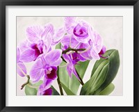Orchidee Selvagge Fine Art Print